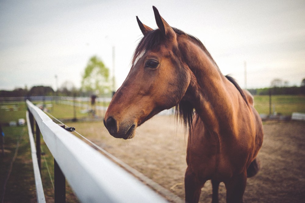 How Much Does a Horse Weigh