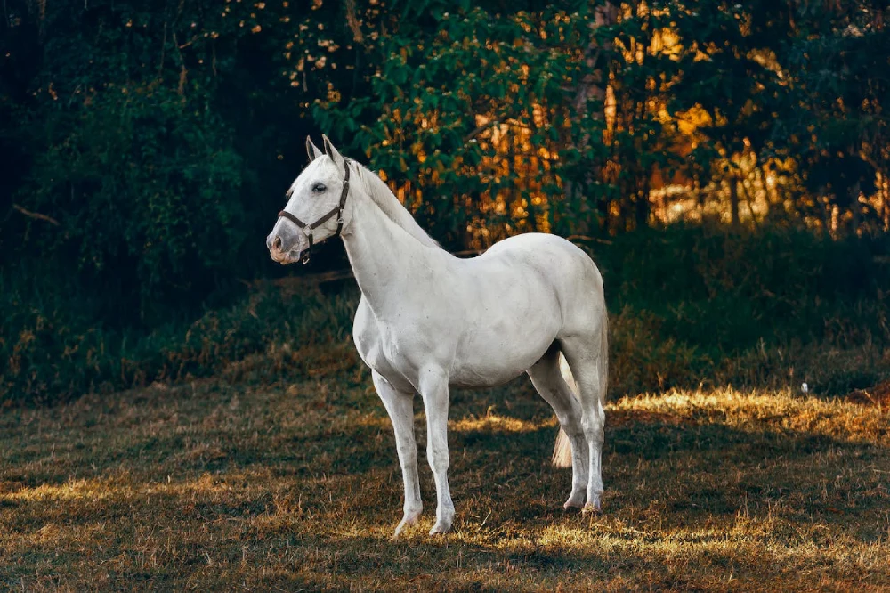 How Much Does a Horse Cost